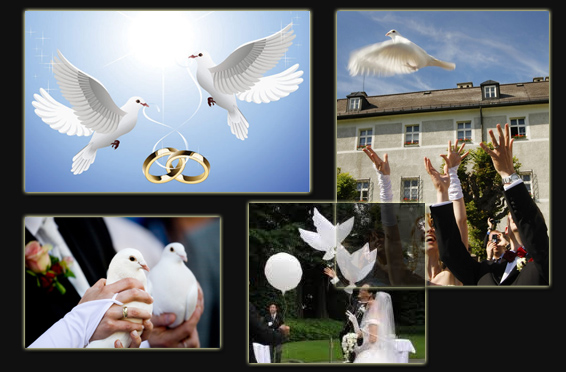 wesele - wypuszczanie białych gołębii
